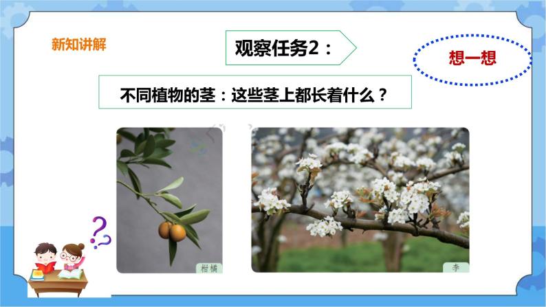 3.13《植物的茎》课件+教案+练习05