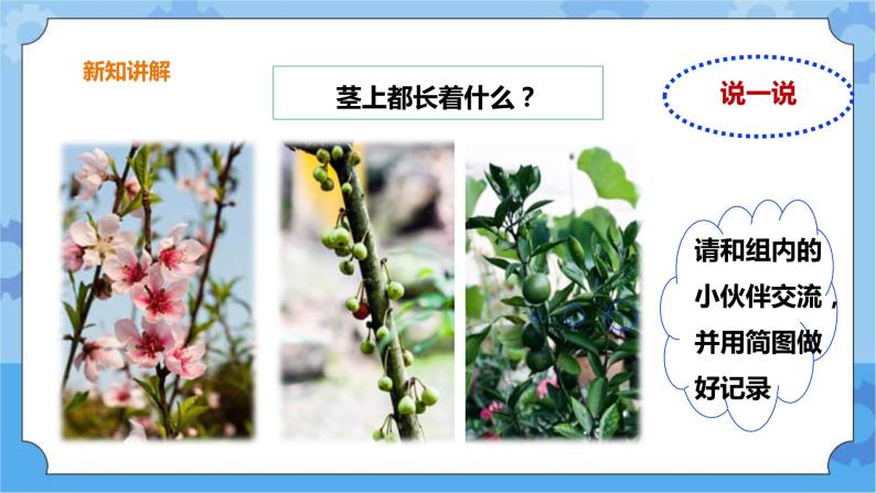 3.13《植物的茎》课件+教案+练习07