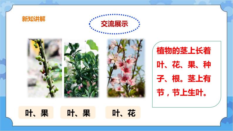 3.13《植物的茎》课件+教案+练习08