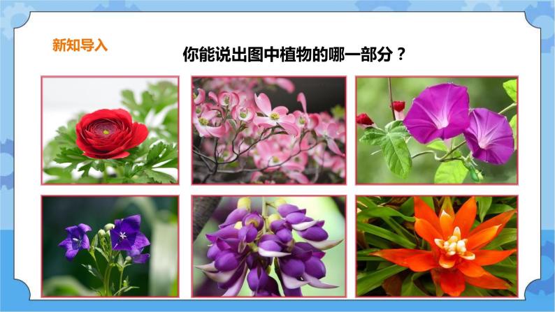 3.15《植物的花》课件+教案+练习02