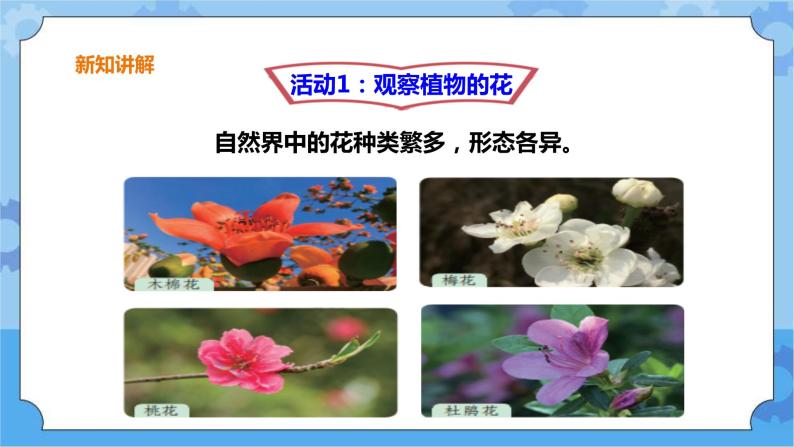 3.15《植物的花》课件+教案+练习04