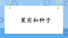 3.16《果實和種子》課件+教案+練習