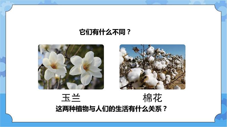 青岛版(六三制2017秋)四年级下册4.15.调查家乡植物 课件04