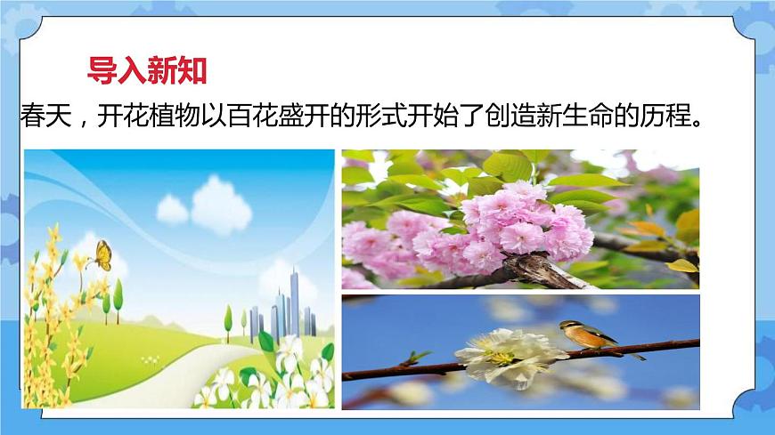 2.1油菜花開了  課件第2頁