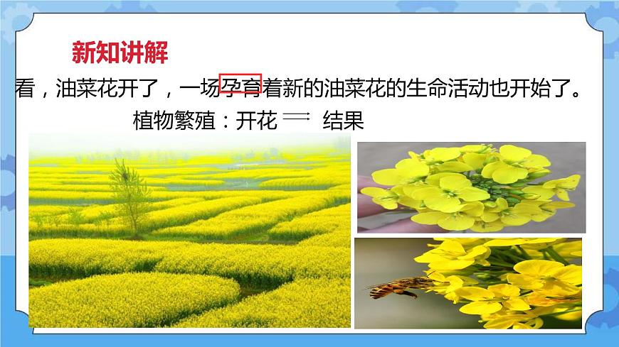 2.1油菜花開了  課件第3頁