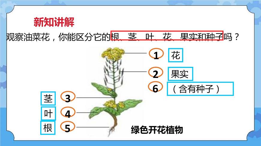 2.1油菜花開了  課件第4頁