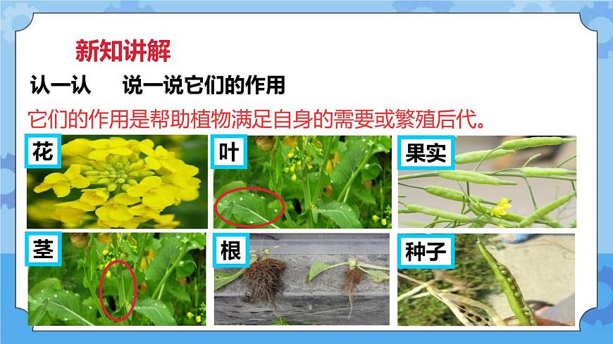 2.1油菜花開了  課件第5頁