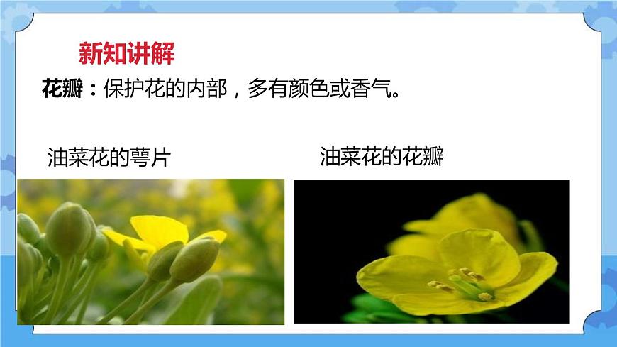 2.1油菜花開了  課件第8頁