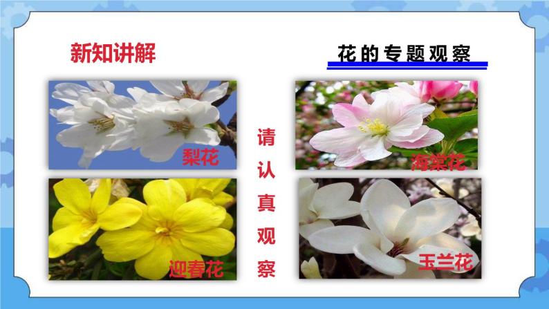 2.2各种各样的花  课件+教案04