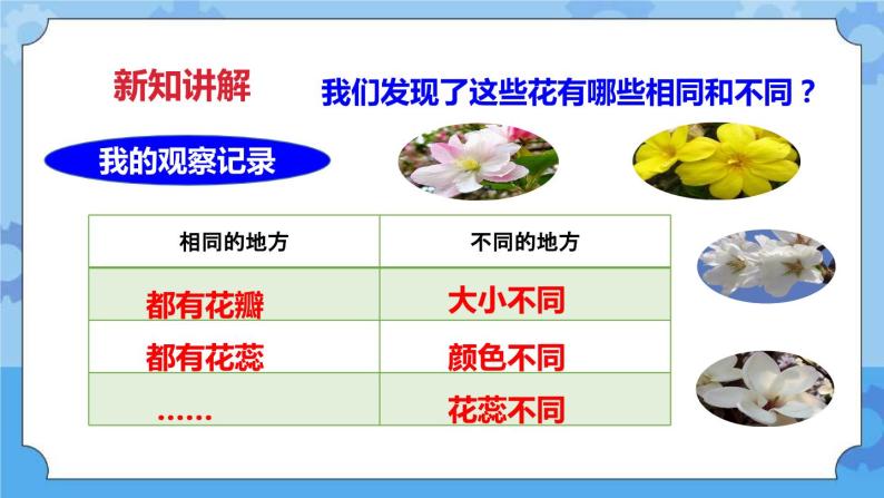 2.2各种各样的花  课件+教案05