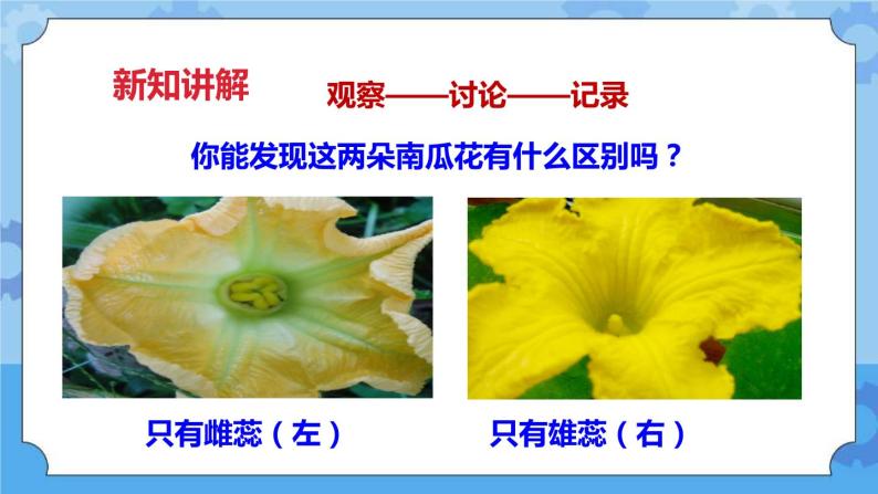 2.2各种各样的花  课件+教案07