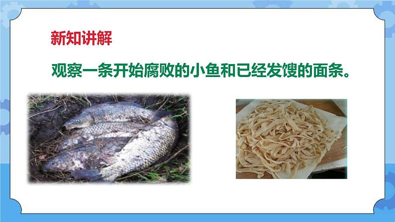 3.6 减慢食物变质的速度 课件+教案06