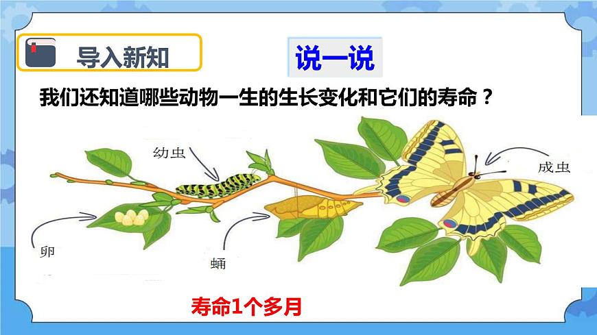 2.1 蠶卵里孵出的新生命 課件第4頁