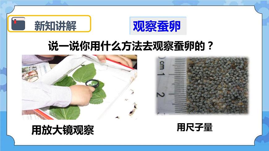 2.1 蠶卵里孵出的新生命 課件第7頁