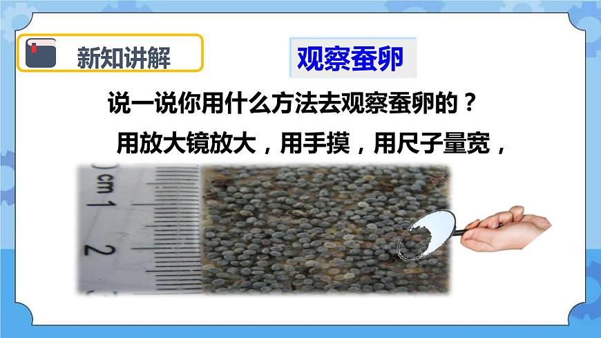 2.1 蠶卵里孵出的新生命 課件第8頁