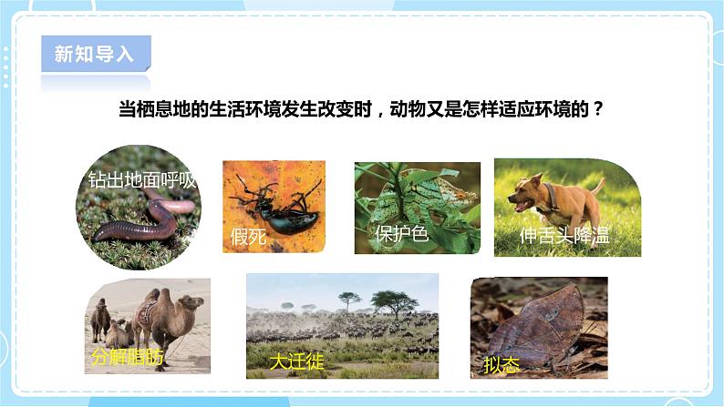【人教鄂教版】六下科学 1.3《保护生物与环境》课件+教案+同步练习04