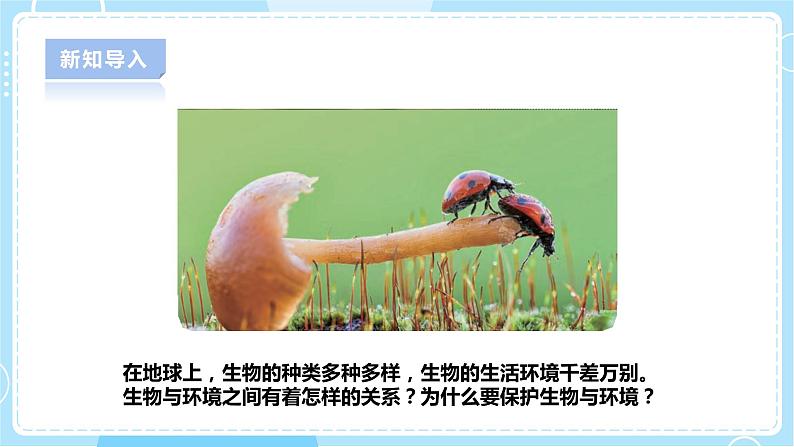 【人教鄂教版】六下科学 1.3《保护生物与环境》课件+教案+同步练习05