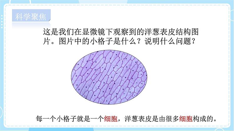【教科版】六上科学 1.5 《观察更多的生物细胞》(课件+素材)03