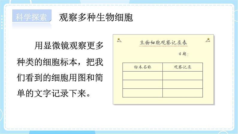 【教科版】六上科学 1.5 《观察更多的生物细胞》(课件+素材)05
