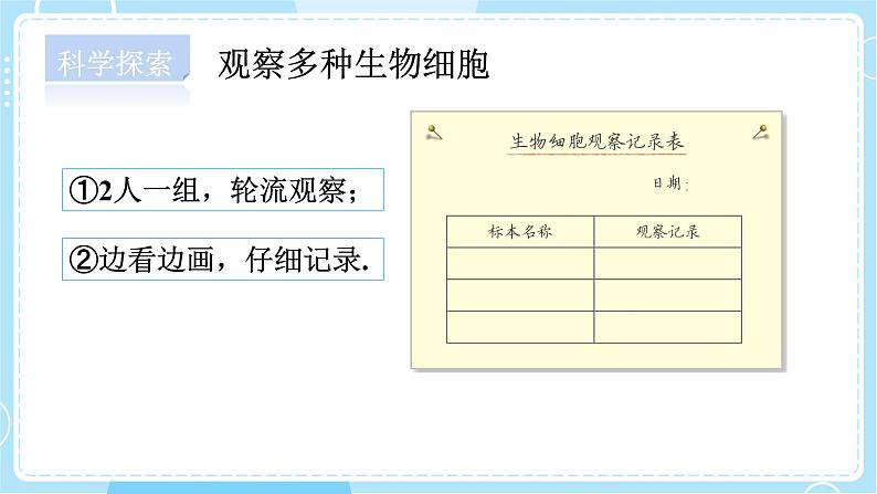 【教科版】六上科学 1.5 《观察更多的生物细胞》(课件+素材)06