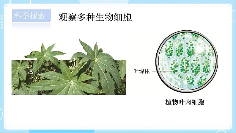 【教科版】六上科学 1.5 《观察更多的生物细胞》(课件+素材)07