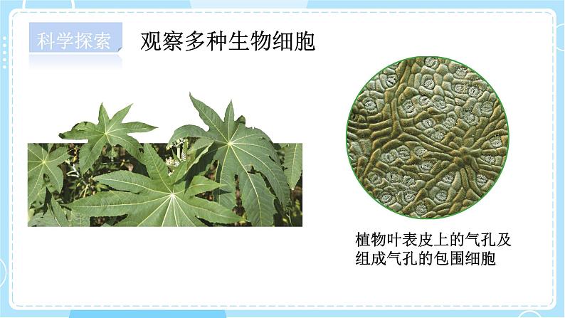 【教科版】六上科学 1.5 《观察更多的生物细胞》(课件+素材)08