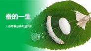 小学科学冀人版 (2017)四年级下册9 蚕的一生课文ppt课件