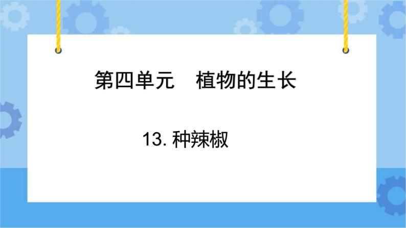 青岛版（六三制2017秋）四年级下册4.12.种辣椒 课件01