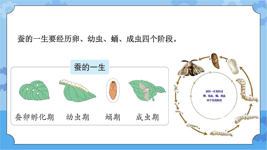 青島版(六三制2017秋)四年級(jí)下冊(cè)5.16.養(yǎng)蠶 課件第3頁(yè)