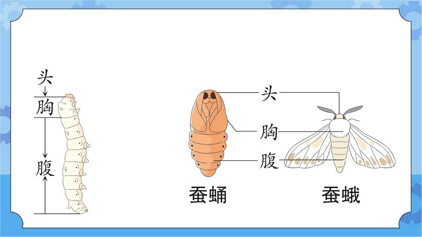 青島版(六三制2017秋)四年級(jí)下冊(cè)5.16.養(yǎng)蠶 課件第4頁(yè)