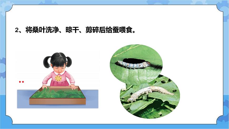 青島版(六三制2017秋)四年級(jí)下冊(cè)5.16.養(yǎng)蠶 課件第7頁(yè)