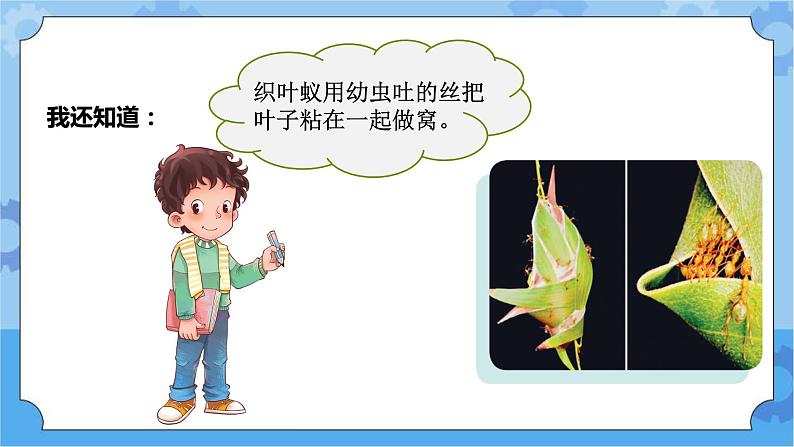 青岛版(六三制2017秋)四年级下册5.17.动物的“家” 课件第5页
