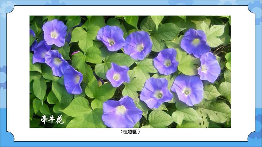 11 植物 課件第2頁