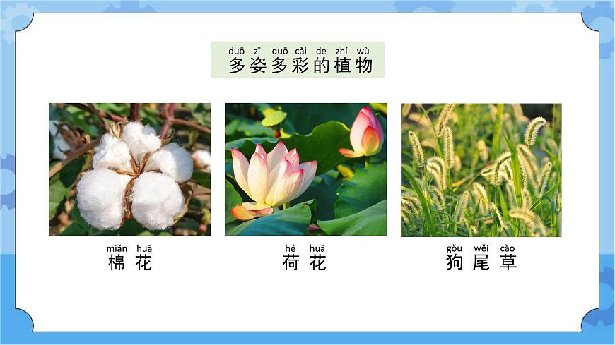11 植物 課件第3頁