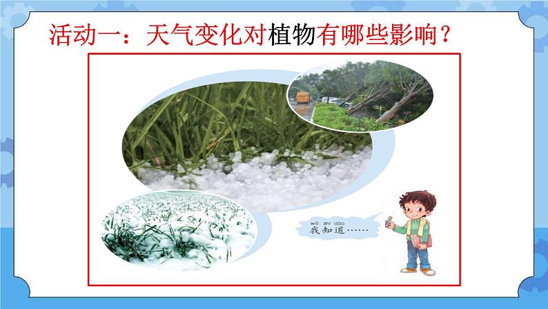 10 天气与动植物(课件)一年级下册科学冀人版03