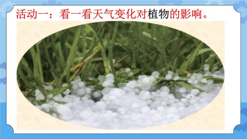 10 天气与动植物（课件）一年级下册科学冀人版05