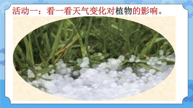 10 天气与动植物(课件)一年级下册科学冀人版05