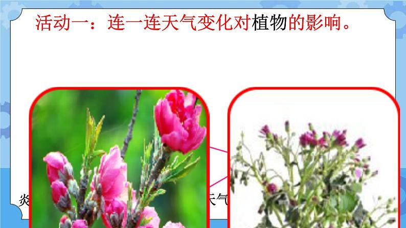 10 天气与动植物(课件)一年级下册科学冀人版07