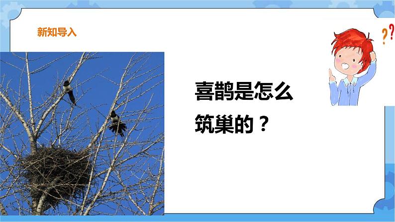 三年级科学下册课件 11.喜鹊筑巢 冀人版第3页