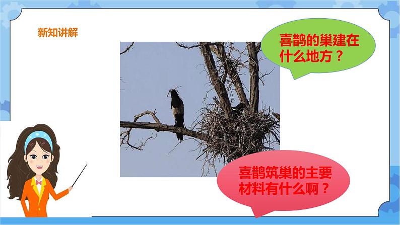 三年级科学下册课件 11.喜鹊筑巢 冀人版第4页