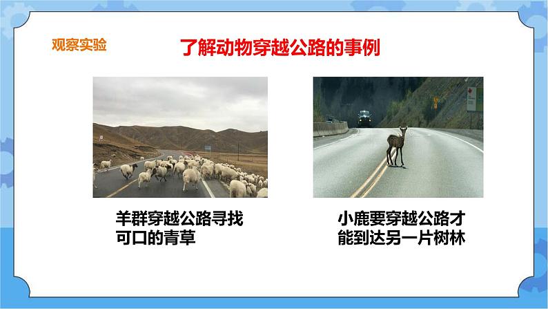 三年级下册科学课件 13.筑路影响生物生存 冀人版第6页