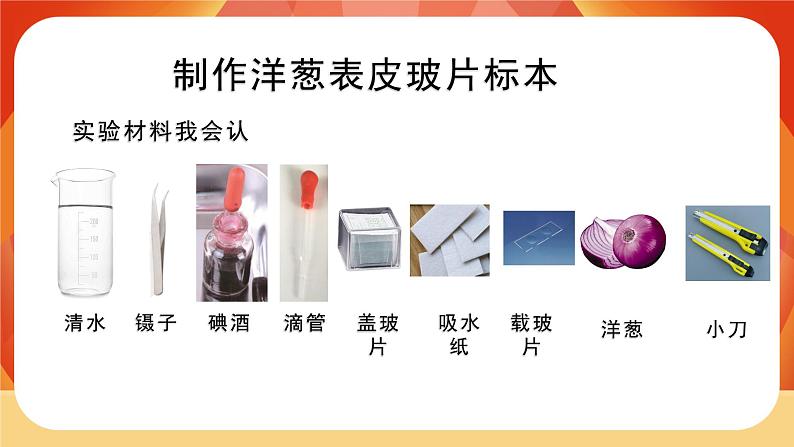 第4课时 观察洋葱表皮细胞第5页