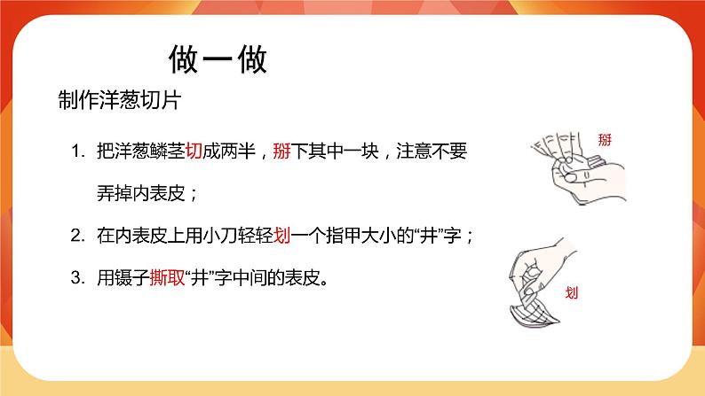 第4课时 观察洋葱表皮细胞第6页