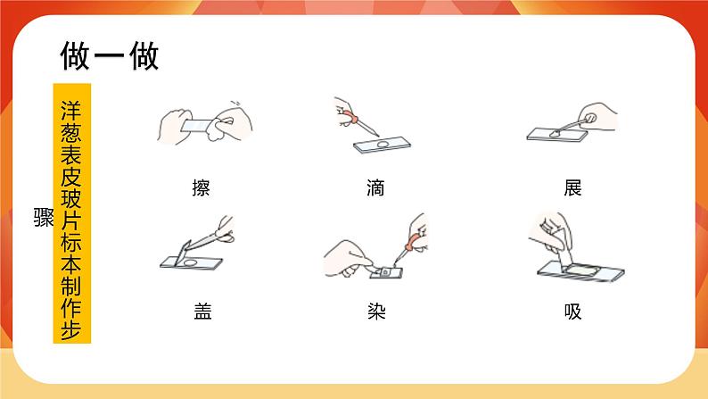 第4课时 观察洋葱表皮细胞第7页