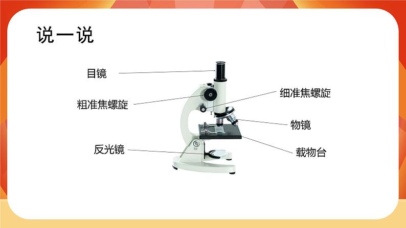 第4课时 观察洋葱表皮细胞第8页