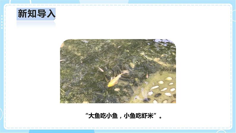 【人教鄂教版】六上科学 2.6《食物链》(课件+教案+练习)05