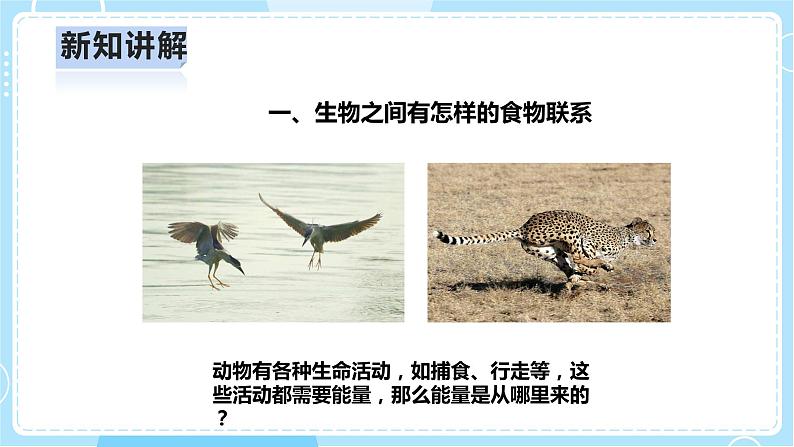 【人教鄂教版】六上科学 2.6《食物链》(课件+教案+练习)07