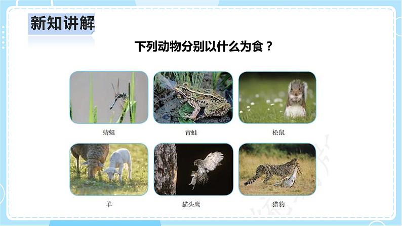 【人教鄂教版】六上科学 2.6《食物链》(课件+教案+练习)08