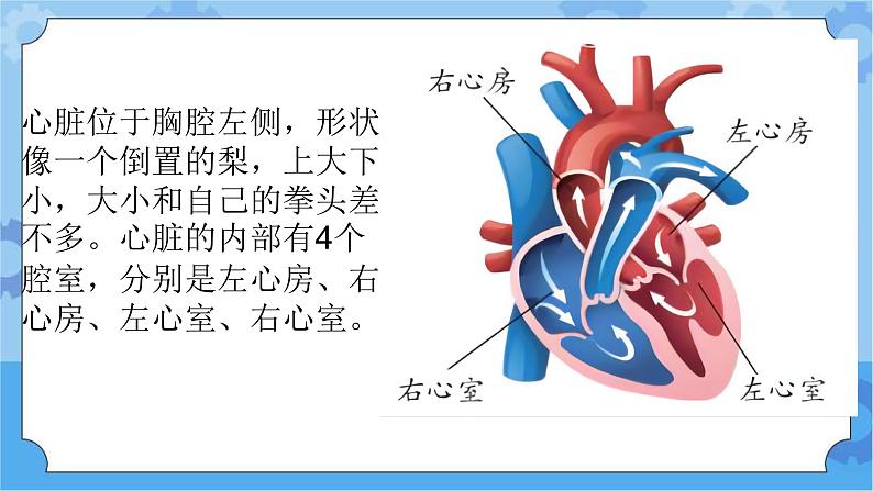 新青岛版(五四学制)科学五年级下册课件(含素材)第6课心脏和血管06