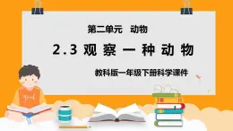 教科版一年级下册科学课件（观察一种动物）